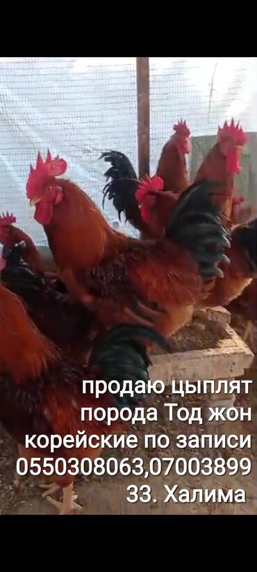 птица балансир: Продаю цыплят порода Тод жон корейские по оптовой цене 120сом