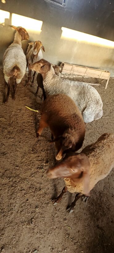 Коровы, быки: Самка, Qala, лет: 6, Самовывоз