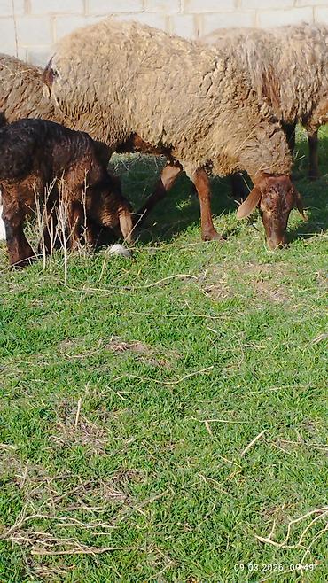 Баран, овца: Продаю | Овца (самка) | Для разведения | Матка — 5