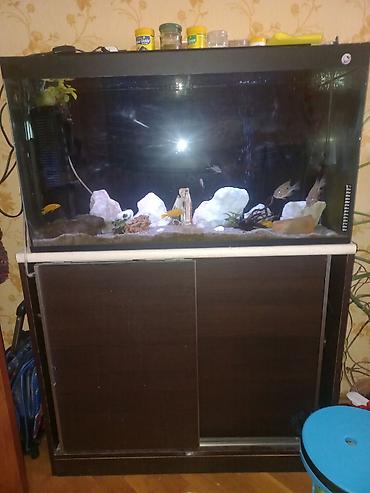 ocean filter: Akvarium-şkaf, Balıqlarla birlikdə, 230 l — 8