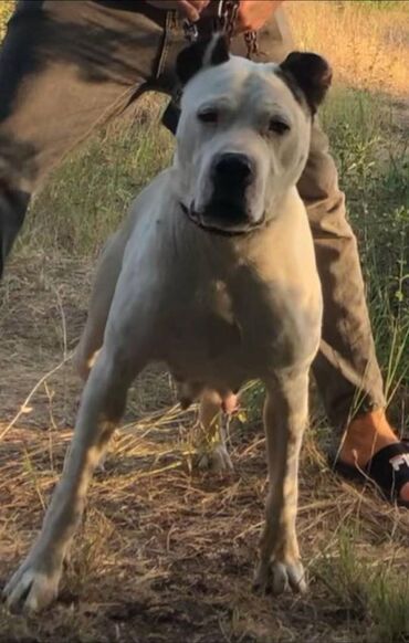 ikinci əl taxtalar: Dogo argentina satilir it 4 yasin icindedi temiz boy.88 sm. İtden