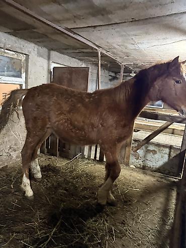 Лошади, кони: Продаю | Жеребенок | На забой — 5