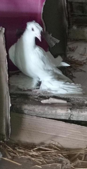hind quşu: Yeke lelekli iki kekil qus satiram erkekliyi mayaliqi tam bilinmir — 3