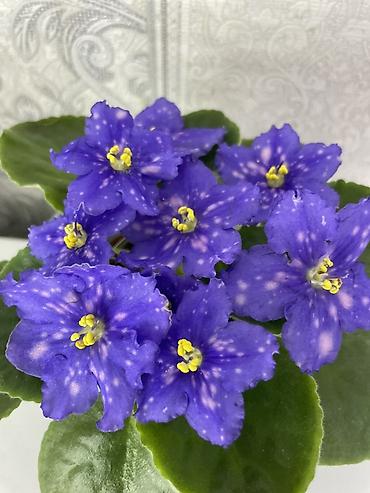 Фиалки и глоксинии: Фиалочки!!! Продам: 1. Укорененные черенки стандартных сортовых — 17