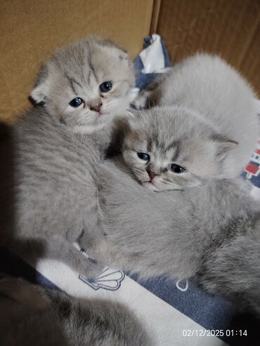 Pişiklər: Boz rəngli balaca pişiklər – yumşaq tüklü, iri qara gözlü, qısa — 10