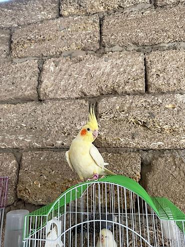 Yuvalar: Korella qəfəs yuva munasib qiymete -da lalafo.az — 4 Yuvalar: Korella qəfəs yuva munasib qiymete — 4