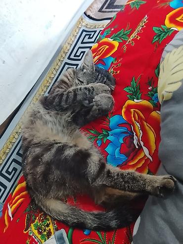 куда можно отдать кошку в бишкеке: Кошка даром: Беспородная, Девочка — 2