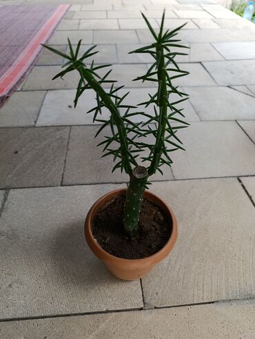 orxideya satisi: Kaktus Gulu. Ag Gul acir. Boyu Yarim metr di. 1 Metr den Boyuk olur