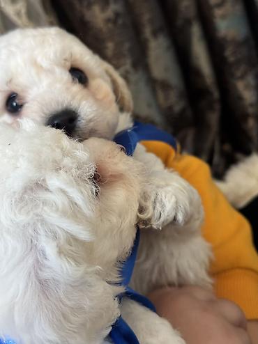 İtlər: Pudel, 2 ay, Erkek, Ödənişli çatdırılma — 12