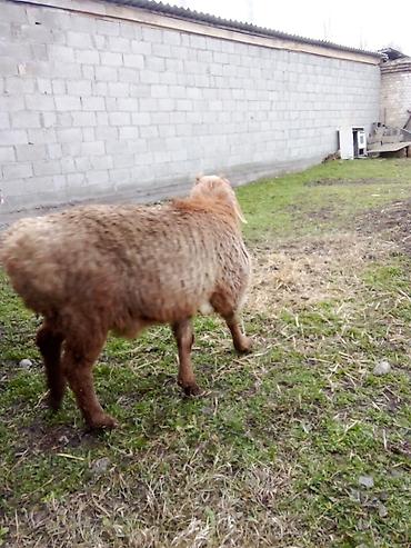 Баран, овца: Продаю | Баран (самец) | Для разведения — 7