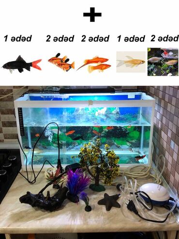 Akvariumlar: Balıqlarla birlikdə, 60 l, Ödənişli çatdırılma