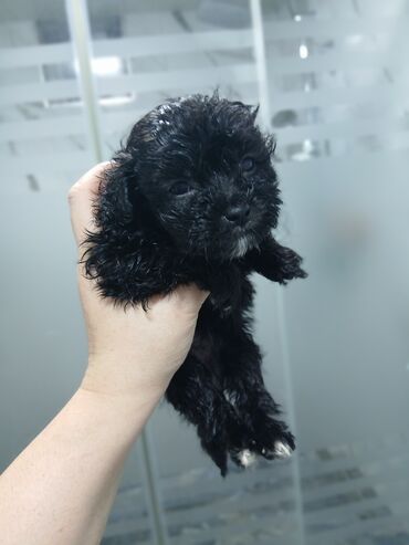 İtlər: 2 ay, Dişi, Peyvəndli, Pulsuz çatdırılma — 18