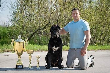 obuca ps: Sa zadovoljstvom predstavljamo novo leglo Cane Corso štenaca iz — 7
