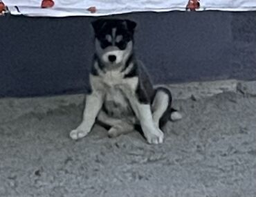 it sortu: Xaski, 2 ay, Erkek, Sənədli, Ünvandan götürmə