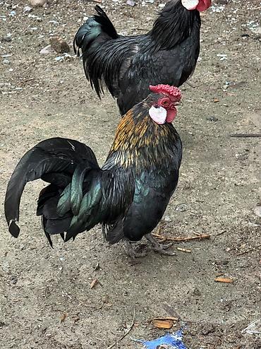 Куры, петухи: Продаю | Куры, Петух — 4