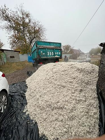 С/х животные и товары: Жом свекловичный (кормовой) — свежий, рассыпной ЖОМ жом жом жом ЖОМ — 2