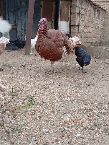 Hinduşka: Qırmızı kanada Hinduşka balalarının satışı başlayıb hər həftə olacaq — 9