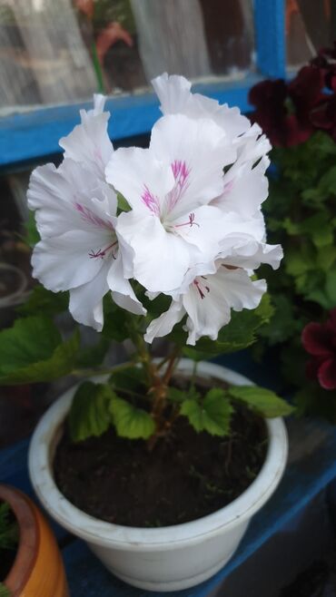 купить комнатные цветы: Пеларгония(Королевская герань) Цветы крупныебелая