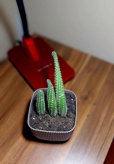 Otaq bitkiləri: Qara plastik qabda olan bu şirəli bitki otağınıza və ya ofisinizə — 11