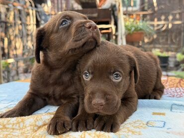 Продажа собак: Щенки лабрадор -ретривер 🐾 Рождены-27.07.2025 Шоколадного окраса С — 8