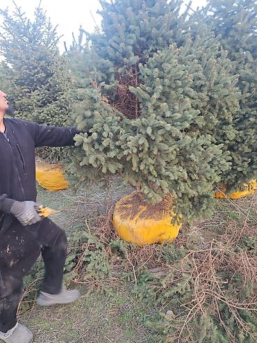 живая елка купить: Живая ель/пихта в коме земли (закрытая корневая система) - — 5