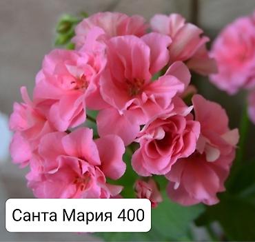 Герани и пеларгонии: Пеларгонии (герани) сортовые — детки в стаканчиках. Доступные сорта — 8