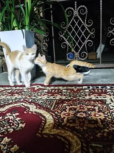 Продажа кошек: Домашние котята Описание: - Оба котёнка с короткой шерстью — 9