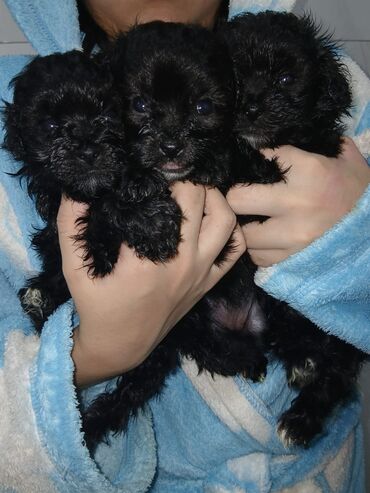 İtlər: Malta bolonka, 2 ay, Ünvandan götürmə, Pulsuz çatdırılma, Ödənişli çatdırılma — 1