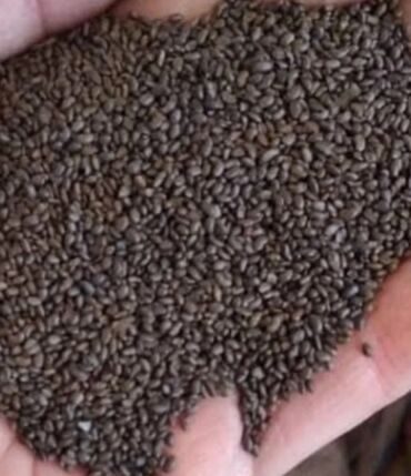 кулиева сауна in Кыргызстан | ОТДЕЛОЧНЫЕ РАБОТЫ: Семена люцерны, межотинский сорт,семилетка,высший сорт,магниченая