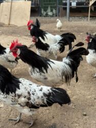 дома на продажу в бишкеке: Продаю семью Лакефельдер! 2 петуха и 12 кур! Возраст 1 год! Цена за