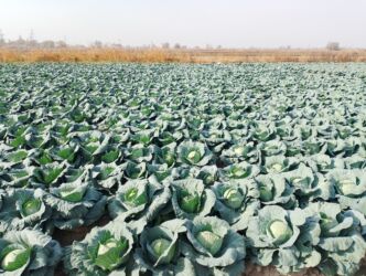 уголь каракече бешсары шабыркуль каражыра доставка бишкек купить фото: Капуста Ак капуста, Дүңүнөн