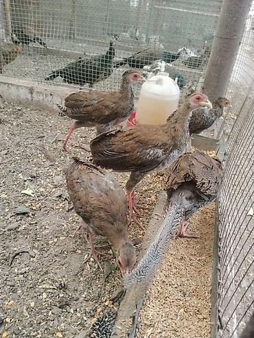 купить фазана: Продам молодых серебряных фазанов — 5