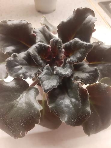 Другие комнатные растения: Комнатные растения — коллекция 1) Боугиенвиллия (Bougainvillea) - — 12