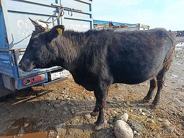 Коровы, быки: Продаю | Корова (самка) | Алатауская | Для молока | Стельные — 13