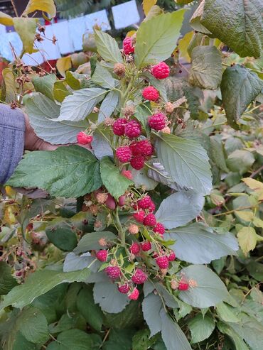 купить плодовые саженцы: Саженцы : Малина, Самовывоз