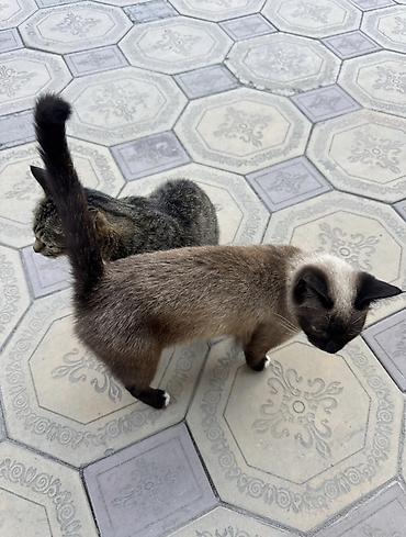 сиамс: Кошка даром: Сиамская, 1 месяц, Девочка, Приучена к лотку, Проглистована — 2