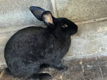 домик для кроликов: Продаю | Крольчиха (самка) | Для разведения
