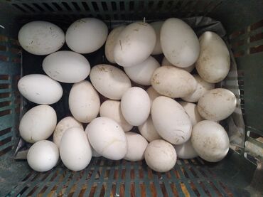 голуби птицы животный: Продам гусиные яйца .Не дорого .45сом