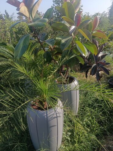 Landşaft işləri: Dekarativ agaclarin satişi çatrlme ekme odenişludir qazon torf — 20