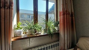 ветродуй для листьев: 🌿 КОМНАТНЫЕ РАСТЕНИЯ, КОТОРЫЕ ПРЕОБРАЗЯТ ВАШ ДОМ! 🌿 Хотите добавить в — 3