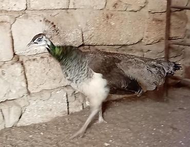 Quşlar: Məhsul: Tovus quşu dişisi (pəvənin dişisi) Təsvir: - Növ: Hind tovusu — 1