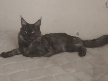 алабай вязка: Вязка: Мейн-кун, Мальчик, 1 год, С документами, С прививками