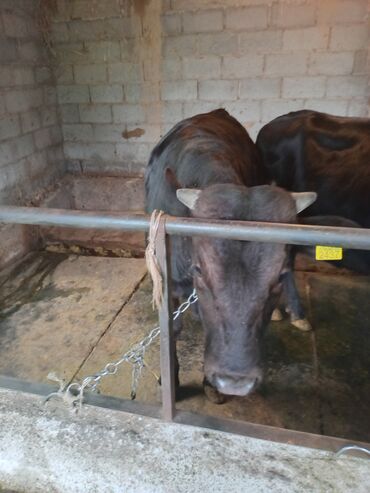 кармушки для коров: Срочно продам быка и тёлку швидской породы откормленые жирные