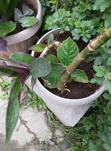 суп: Комнатные и садовые растения (на фото): - Сансевиерия (Sansevieria — 8