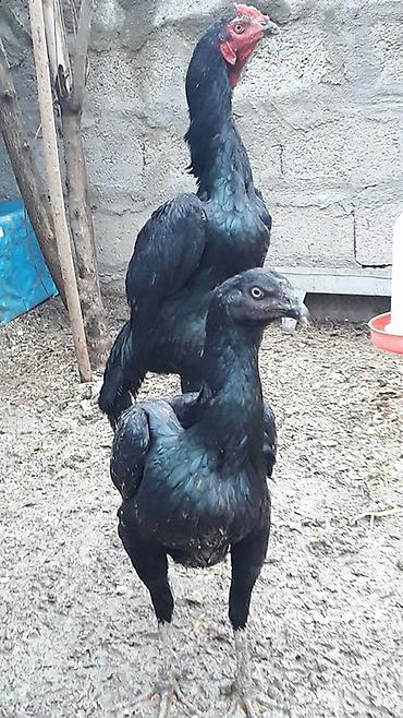 heyvan yemlərinin satışı: Toyuq, Damazlıq — 1