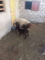 Digər kənd təsərrüfatı heyvanları: Balalı qala cinsi qoyunlar satılır. Super qoyunlardı.Cavandırlar.3 -da lalafo.az — 7 Digər kənd təsərrüfatı heyvanları: Balalı qala cinsi qoyunlar satılır. Super qoyunlardı.Cavandırlar.3 — 7