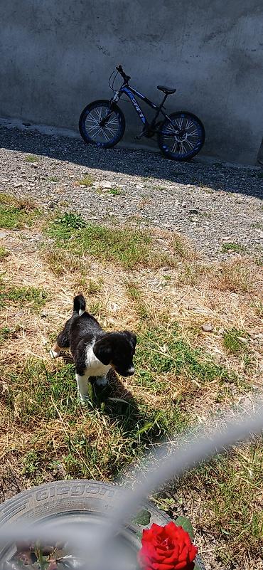 4 tekerli velosped: Ağ qar rengli balaca it uşaqlarla arasi yaxsı oynamaqa meyili fikri — 1