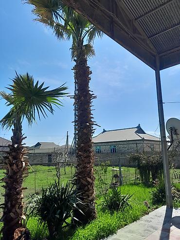 tikanlı bitkilər: Dekorativ palma ağacları – açıq sahə üçün - Növ: Fan palm (yelpik — 1