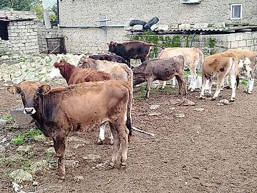 Рогатый скот: Satılır: erkək buzovlar qrupu - Növ: yerli qarışıq cins ətlik/südlük — 9