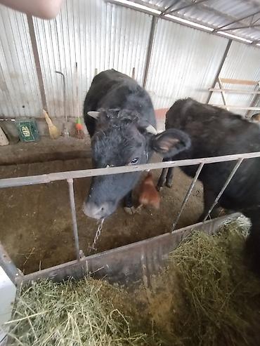 Коровы, быки: Продаю | Тёлка | Швицкая | На откорм | Отела не было — 7